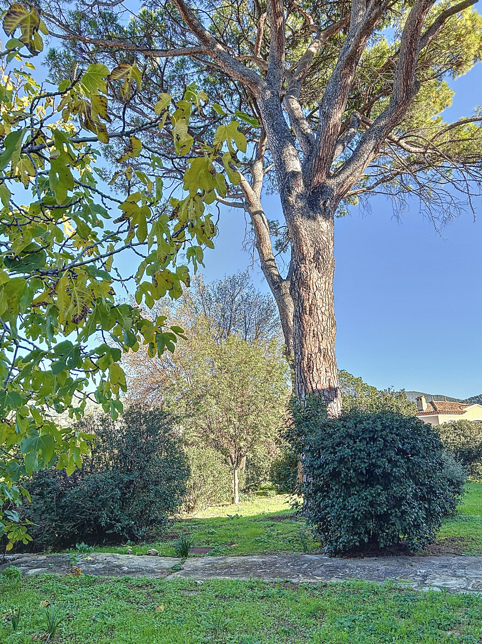 ARBRE